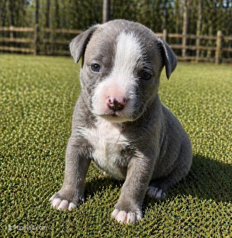 Coi – American Bully puppy for sale in Fredericksburg, VA