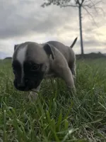 Roxi, a  American Bully for sale in Fredericksburg, VA – Photo 6 of 9