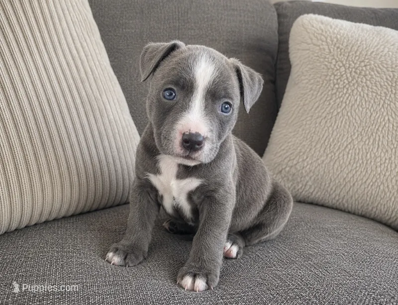 Peachy  – American Bully puppy for sale in Fredericksburg, VA