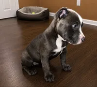 Dolly , a female American Bully and Cane Corso for sale in Fredericksburg, VA – 3 of 5