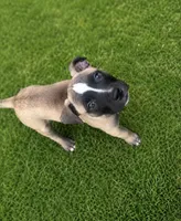 Roxi, a female American Bully and Cane Corso for sale in Fredericksburg, VA – 2 of 6