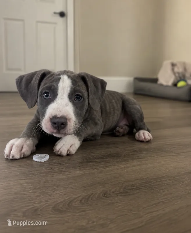 Stormy  – American Bully, Cane Corso puppy for sale in Fredericksburg, VA