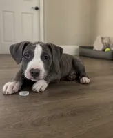 Stormy , a female American Bully and Cane Corso for sale in Fredericksburg, VA – 1 of 5