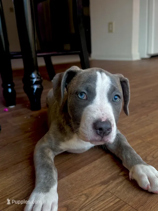 Stormy  – American Bully, Cane Corso puppy for sale in Fredericksburg, VA