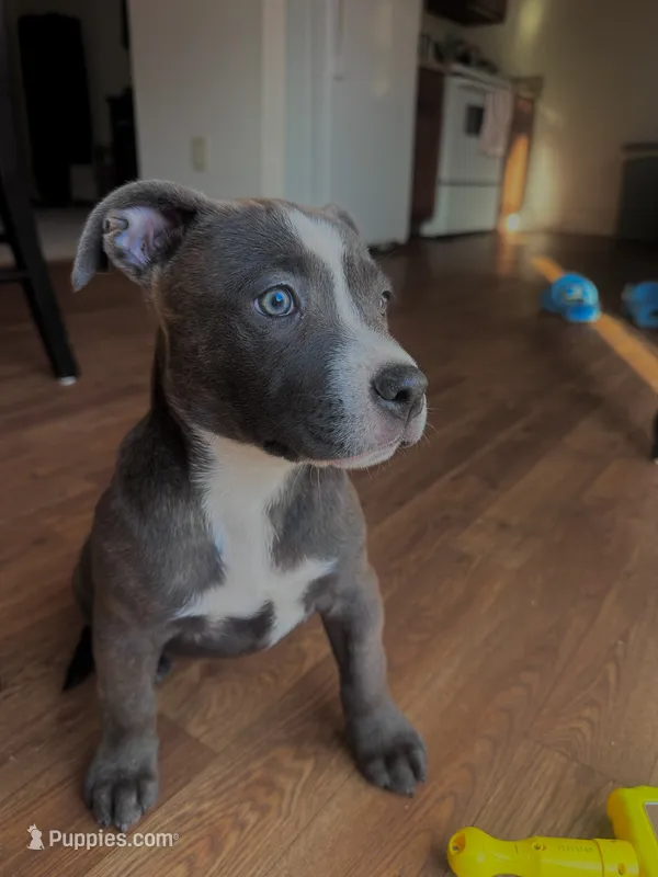 Dolly  – American Bully, Cane Corso puppy for sale in Fredericksburg, VA