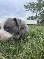 Bluey , a male American Bully for sale in Fredericksburg, VA – 3 of 4