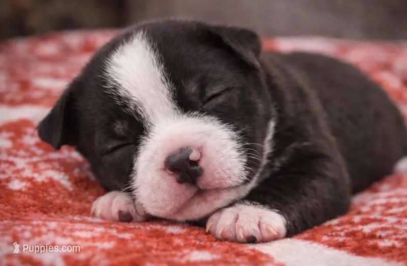 Bully – American Bully puppy for sale in Fredericksburg, VA