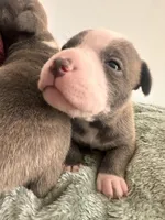 Storm, a female American Bully for sale in Fredericksburg, VA – Photo 5 of 5