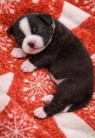 Bully, a female American Bully for sale in Fredericksburg, VA – Photo 4 of 4