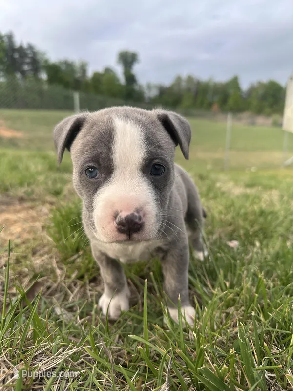 Storm – American Bully puppy for sale in Fredericksburg, VA