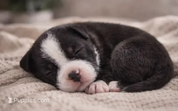 Bully – American Bully puppy for sale in Fredericksburg, VA