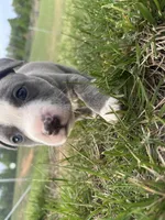 Bluey , a male American Bully for sale in Fredericksburg, VA – 2 of 4