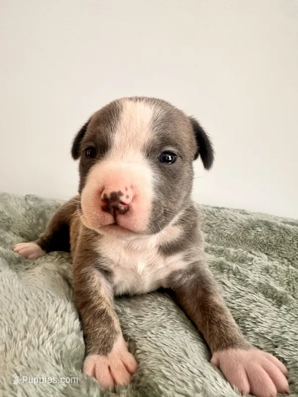 Bully – American Bully puppy for sale in Fredericksburg, VA