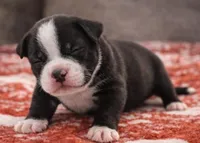 Bully, a female American Bully for sale in Fredericksburg, VA – Photo 2 of 4