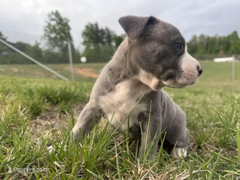Storm – American Bully puppy for sale in Fredericksburg, VA
