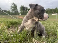 Bluey , a male American Bully for sale in Fredericksburg, VA – 4 of 4