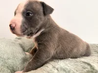 Storm, a female American Bully for sale in Fredericksburg, VA – Photo 4 of 5