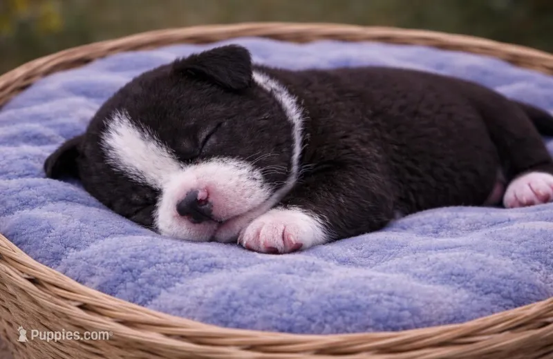 Bully – American Bully puppy for sale in Fredericksburg, VA