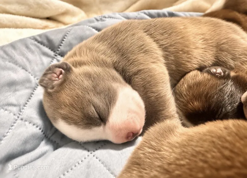 Bully – American Bully puppy for sale in Fredericksburg, VA