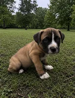 Mac, a male American Bully and Cane Corso for sale in Fredericksburg, VA – 4 of 5