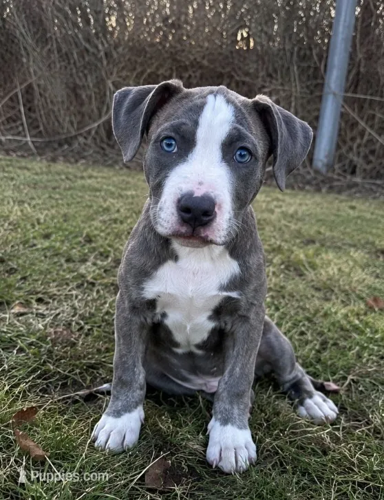 Stormi – American Bully, Cane Corso puppy for sale in Fredericksburg, VA