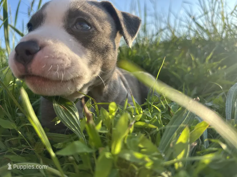Bluey  – American Bully, Cane Corso puppy for sale in Fredericksburg, VA