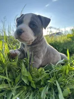 Stormy , a female American Bully for sale in Fredericksburg, VA – 3 of 5