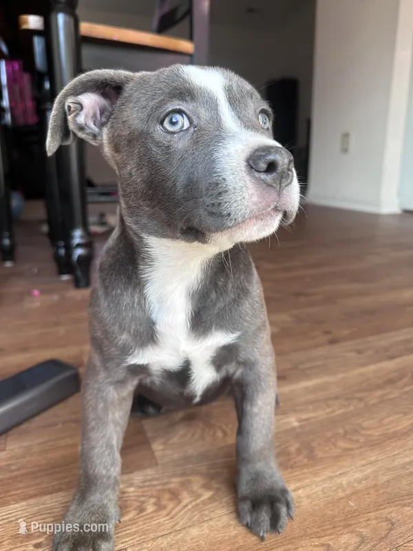 Dolly  – American Bully, Cane Corso puppy for sale in Fredericksburg, VA