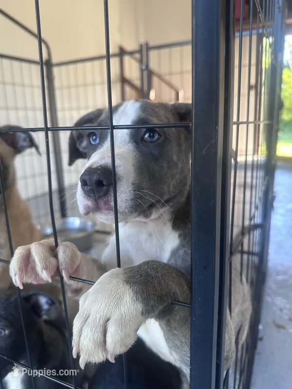 Stormi – American Bully, Cane Corso puppy for sale in Fredericksburg, VA
