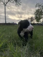 Whiskey, a male American Bully for sale in Fredericksburg, VA – Photo 3 of 10