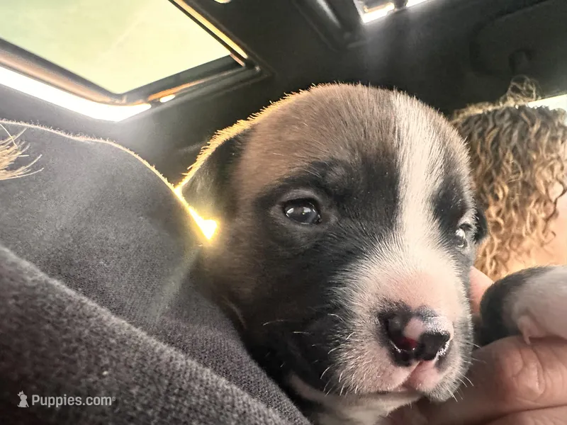 Buttercups  – American Bully puppy for sale in Fredericksburg, VA