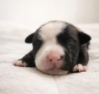 Buttercups , a male American Bully for sale in Fredericksburg, VA – Photo 8 of 8