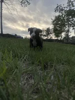 Whiskey, a male American Bully for sale in Fredericksburg, VA – Photo 7 of 10