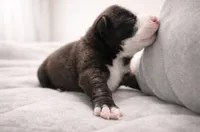 Buttercups , a male American Bully for sale in Fredericksburg, VA – Photo 2 of 8