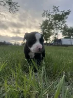 Whiskey, a male American Bully for sale in Fredericksburg, VA – Photo 4 of 10