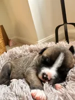 Buttercup, a male American Bully for sale in Fredericksburg, VA – Photo 5 of 8