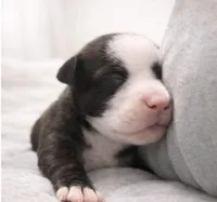 Buttercups , a male American Bully for sale in Fredericksburg, VA – Photo 1 of 8