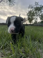 Whiskey, a male American Bully for sale in Fredericksburg, VA – Photo 5 of 10
