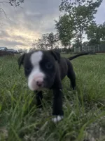 Whiskey, a male American Bully for sale in Fredericksburg, VA – Photo 10 of 10