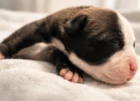 Buttercups , a male American Bully for sale in Fredericksburg, VA – Photo 3 of 8