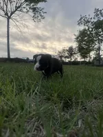 Whiskey, a male American Bully for sale in Fredericksburg, VA – Photo 6 of 10