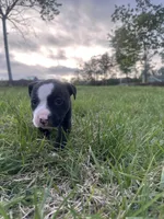 Whiskey, a male American Bully for sale in Fredericksburg, VA – Photo 9 of 10