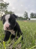 Whiskey, a male American Bully for sale in Fredericksburg, VA – Photo 2 of 10