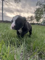 Whiskey, a male American Bully for sale in Fredericksburg, VA – Photo 8 of 10