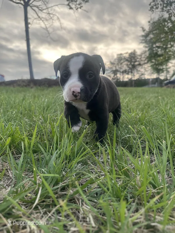Whiskey – American Bully puppy for sale in Fredericksburg, VA