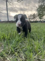 Whiskey, a male American Bully for sale in Fredericksburg, VA – Photo 1 of 10