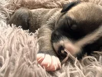 Buttercup, a male American Bully for sale in Fredericksburg, VA – Photo 8 of 8