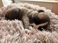 Buttercup, a male American Bully for sale in Fredericksburg, VA – Photo 6 of 8