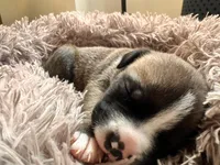 Buttercup, a male American Bully for sale in Fredericksburg, VA – Photo 3 of 8