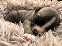 Buttercup, a male American Bully for sale in Fredericksburg, VA – Photo 4 of 8